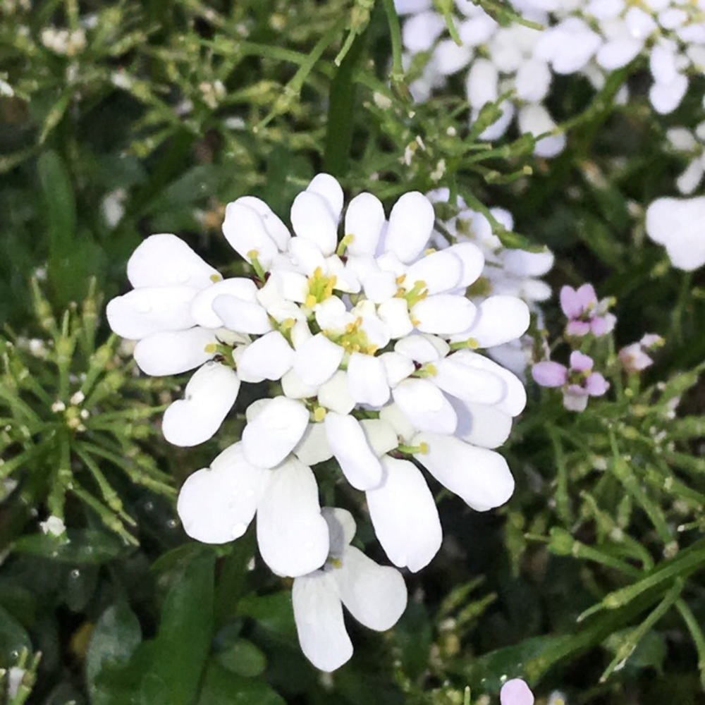 Meet your Posher, Lexi